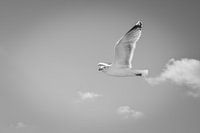 Flying seagull, Schiermonnikoog - Black and White
