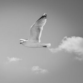Vliegende zeemeeuw, Schiermonnikoog - Zwart Wit van Janet Kleene
