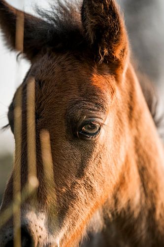 Veulen Oog in Detail met Zachte Ochtendgloed
