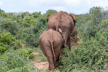 Moeder olifant en haar kind lopen door de groene Afrikaanse steppe, gezien van de achterkant van WorldWidePhotoWeb