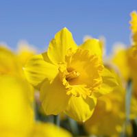 Schoonheid van een gele narcis