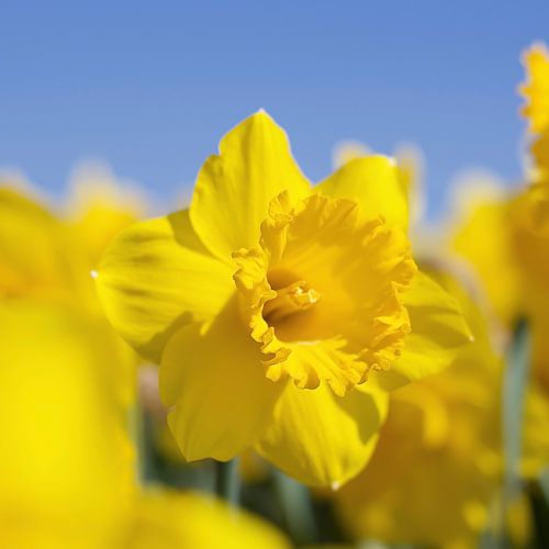 Schönheit einer Narzisse