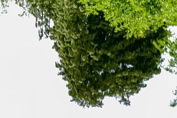 Utrecht - Oude hortus - Boom weerspiegeling in het water van Wout van den Berg