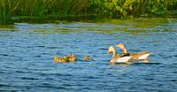 greylag geese pair with chicks