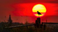Uferschnepfe bei Sonnenuntergang.