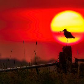 Godwit at sunset. by Laurens de Waard