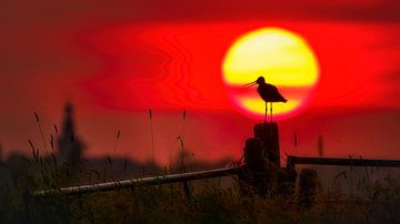 Uferschnepfe bei Sonnenuntergang. von Laurens de Waard