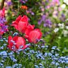 Tulipes rouges dans un jardin sur Corinne Welp