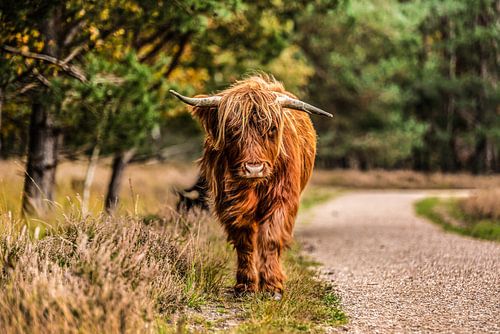 Schotse Hooglander op onderzoek