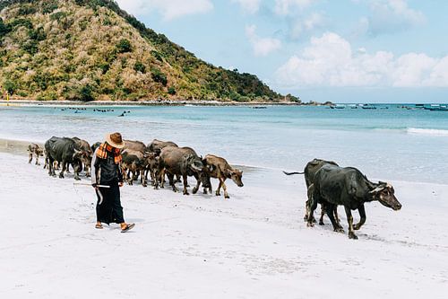 Koeien op het strand van Selong Belanak, Lombok (Indonesië)