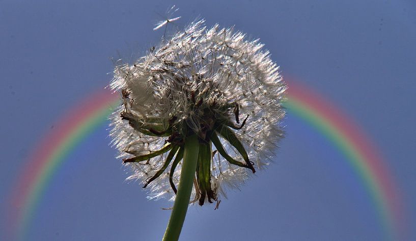 Pissenlit avec arc-en-ciel par Edgar Schermaul