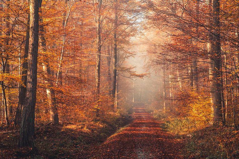 Chemin d'automne par Catrin Grabowski