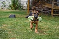 Herdershond (puppy) met speelbot van Babetts Bildergalerie thumbnail