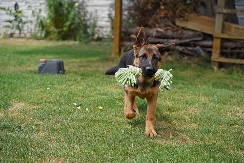 Herdershond (puppy) met speelbot