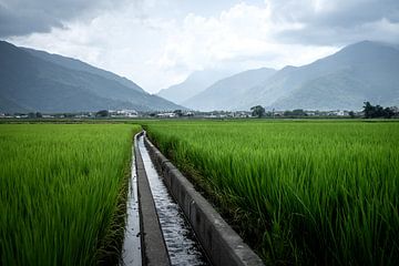 Groene rijstvelden bij Chishang in Taiwan van Mickéle Godderis