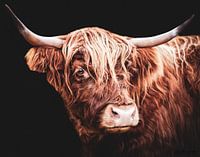 Scottish Highland Cattle