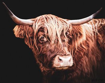 Schottisches Hochlandrind