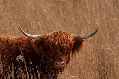 schotse hooglander tussen het riet
