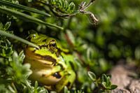 Der Frosch im Garten
