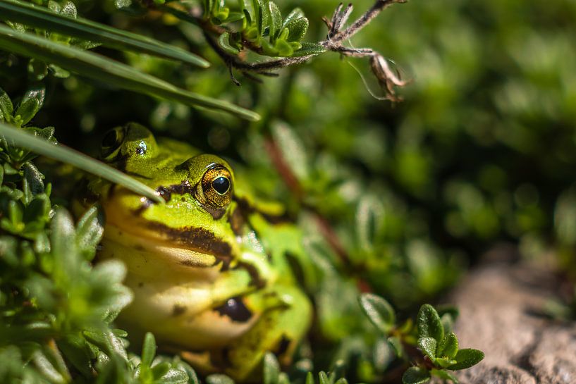 Der Frosch im Garten von Wilco Snoeijer
