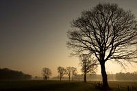 Misty field