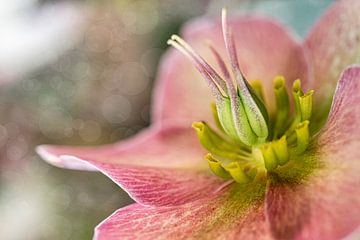 Bloeiende winterroos, helleborus