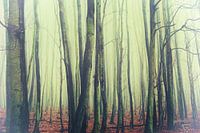 beim waldgeist