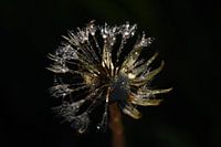 Paardenbloem in de dauw