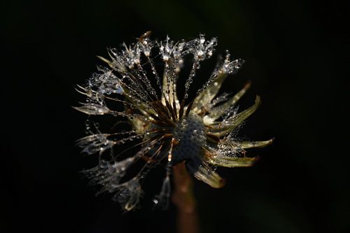 Paardenbloem in de dauw