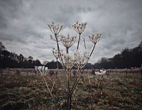 Plant in a meadow with a layer of frost
