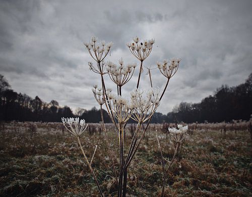 Plant in a meadow with a layer of frost