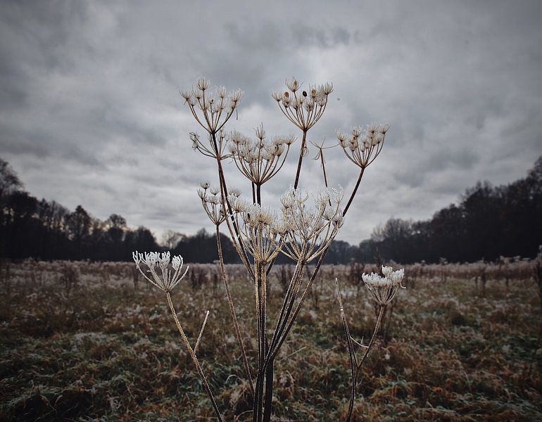 Plant in a meadow with a layer of frost by Marie-Claire Aling