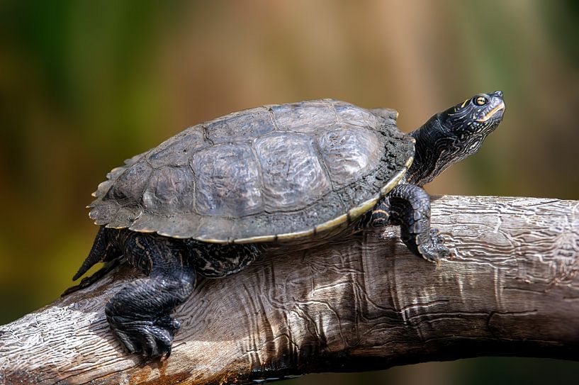 Een schildpad zittend op een tak van Mario Plechaty Photography