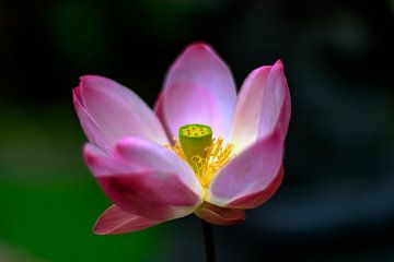 Gefocuste lotusbloem, grote bloei van Fotos by Jan Wehnert