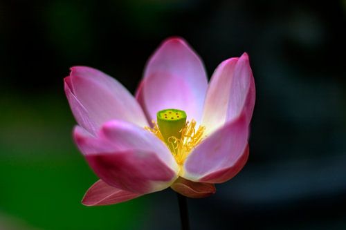 Gefocuste lotusbloem, grote bloei
