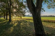 Zonnige herfst met bomen van Moetwil en van Dijk - Fotografie thumbnail