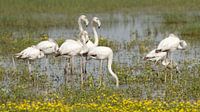 Flamingo's van Els Van den Kerckhove-Verhoeven thumbnail