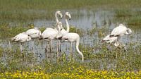Flamingo's