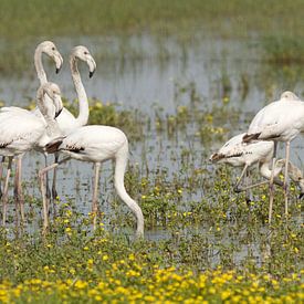 Flamingo's by Els Van den Kerckhove-Verhoeven