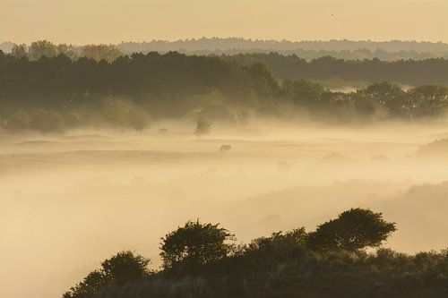 Mistig landschap in Amsterdamse Waterleidingduinen