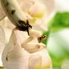 White orchid mantis on white orchid van Jelle Ursem