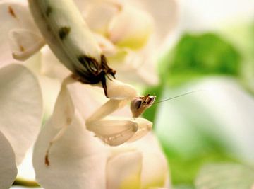 Weiße Orchideenschrecke auf weißer Orchidee von Jelle Ursem
