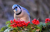 A blue jay in autumn by Claude Laprise thumbnail