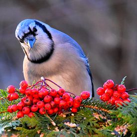 A blue jay in autumn by Claude Laprise