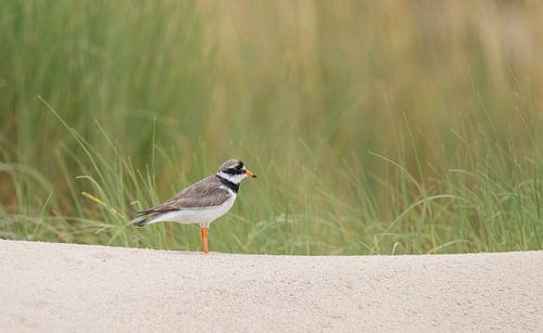 Bontbekplevier in een duinlandschap