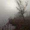 Boom in mist V van Thijs Friederich