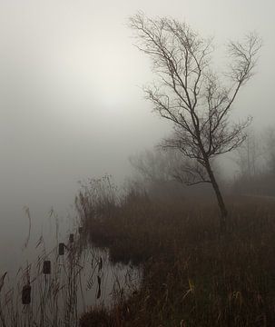 Baum im Nebel V von Thijs Friederich