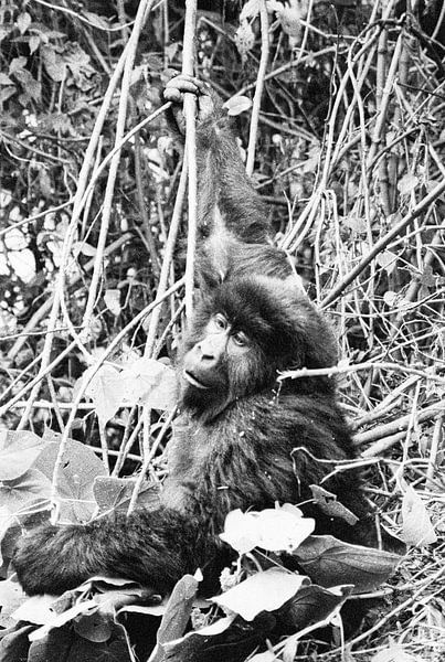 Gorilla beringei beringei van Richard Wareham