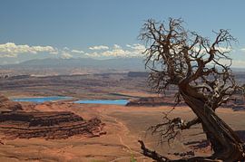 Grand Cayon van Sylvia Schmidt