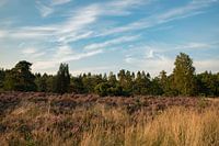 Bloeiende heide op de Veluw